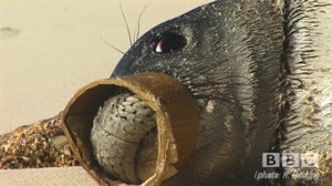 Monk seal
